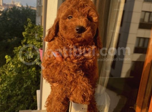 Redbrown Toy Bebekler görsel