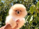 Krem Di̇şi̇ Pomerani̇an Boo