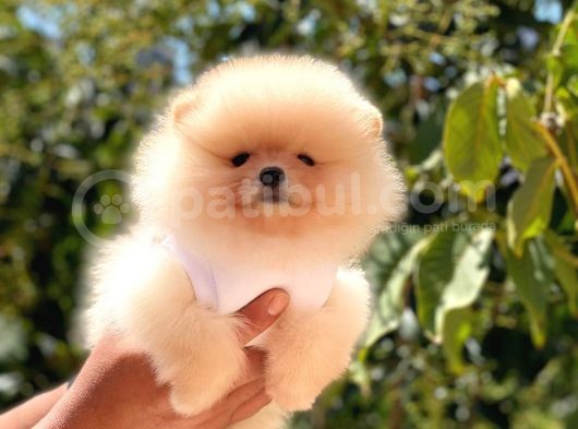Krem Di̇şi̇ Pomerani̇an Boo görsel
