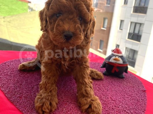 Apartman Yaşantısı İçin En İdeal Toypoodle Bebekler görsel