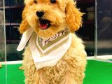 Toy Poodle Dişi