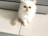 Exoticshorthair Bayaz Mavi Gozlu