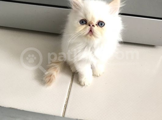Exoticshorthair Bayaz Mavi Gozlu