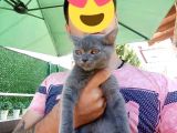 2 Dişi 1 Erkek A Kalite Dik Kulak Yavrular
