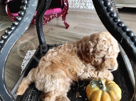 Karamelll.toypoodle ‘In Bebekleriiiiii görsel