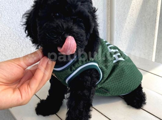 Safkan Ve Korekan Toypoodle Bebekler görsel
