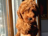 Karamelll.Toypoodle ‘In Bebekleriiiiii