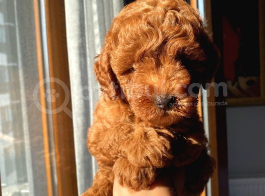 Karamelll.toypoodle ‘In Bebekleriiiiii