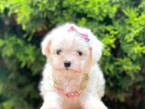 Sevimli Maltese Terrier