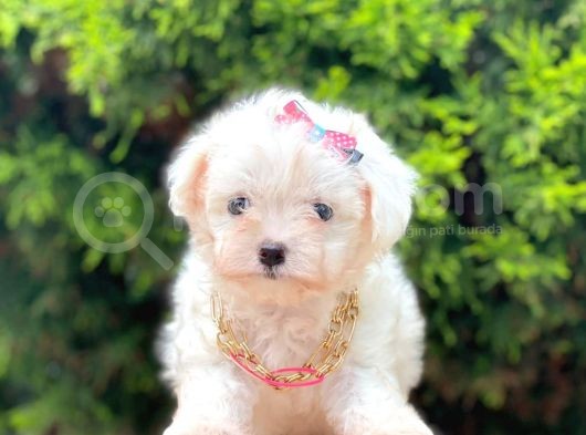 Sevimli Maltese Terrier görsel