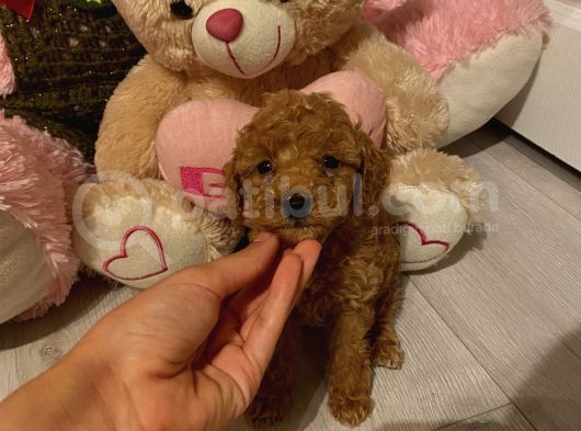 Sağlık Ve Ömür Boyu Irk Garantili Poodle Yavrular görsel