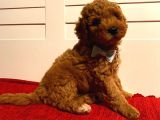 Muhteşem Toypoodle Bebeklerr