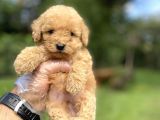 Renk Renk Poodle Bebekleri̇mi̇z