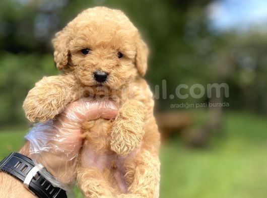 Renk Renk Poodle Bebekleri̇mi̇z
