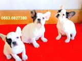 Yavru French Bulldoglar İzmi̇r