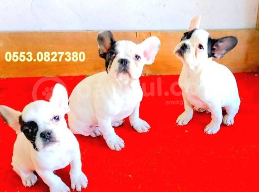 Yavru French Bulldoglar İzmi̇r