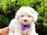 Sevimli Maltese Terrier