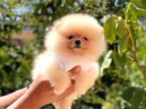 Krem Di̇şi̇ Pomerani̇an Boo