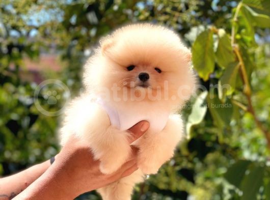 Krem Di̇şi̇ Pomerani̇an Boo görsel