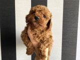 Irk Garantili Toypoodle Bebekler