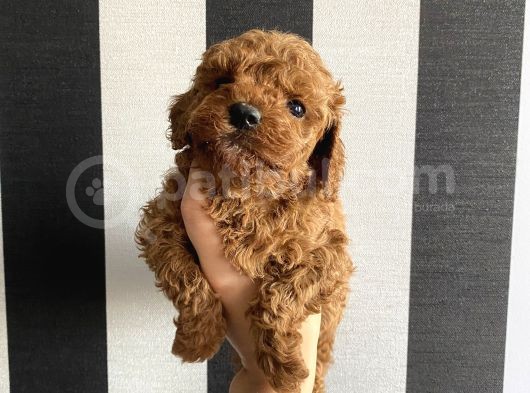 Irk Garantili Toypoodle Bebekler görsel