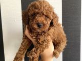 Irk Garantili Toypoodle Bebekler
