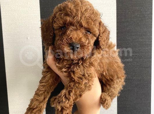 Irk Garantili Toypoodle Bebekler görsel