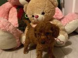 Sağlık Ve Ömür Boyu Irk Garantili Poodle Yavrular