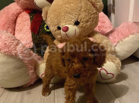Sağlık Ve Ömür Boyu Irk Garantili Poodle Yavrular görsel