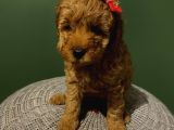 Muhteşem Toypoodle Bebeklerr