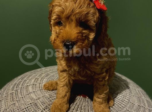 Muhteşem Toypoodle Bebeklerr görsel