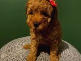 Muhteşem Toypoodle Bebeklerr