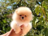 Krem Di̇şi̇ Pomerani̇an Boo