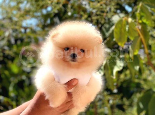 Krem Di̇şi̇ Pomerani̇an Boo