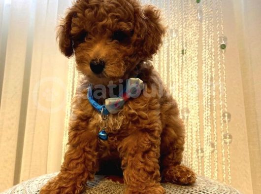 Irk Garantili Toypoodle Bebekler görsel