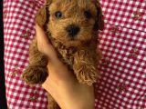 Irk Garantili Toypoodle Bebekler