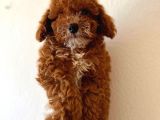 Red Di̇şi̇ Toy Poodle