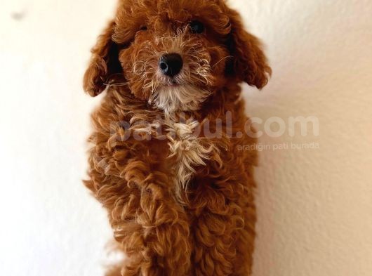 Red Di̇şi̇ Toy Poodle görsel