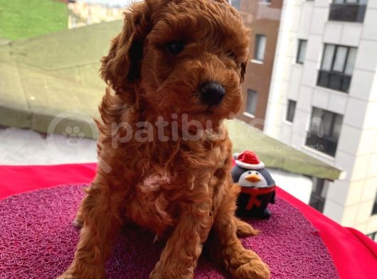 En Mükemmel Toypoodle Bebekler Bizdeee görsel