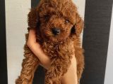 Irk Garantili Toypoodle Bebekler