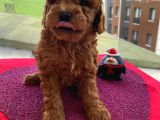 En Mükemmel Toypoodle Bebekler Bizdeee
