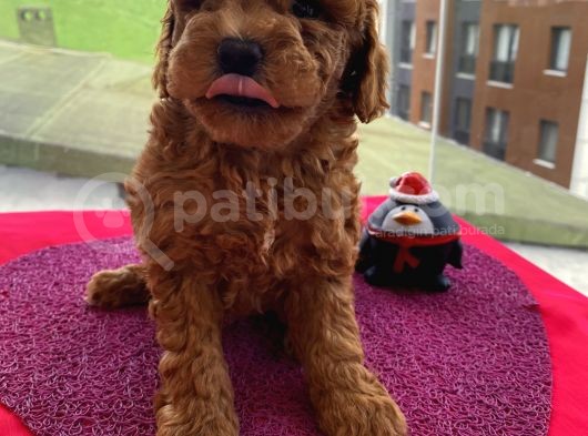 En Mükemmel Toypoodle Bebekler Bizdeee görsel