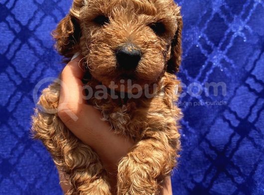 Apricot Red Black Red Brown Toypoodle Bebekler görsel