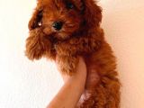 Red Toy Poodle Erkek