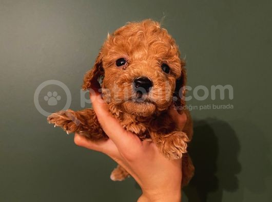 Karamelll.toypoodle ‘In Bebekleriii görsel