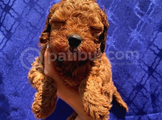 Apricot Red Black Red Brown Toypoodle Bebekler