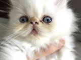 Exoticshorthair Bayaz Mavi Gozlu