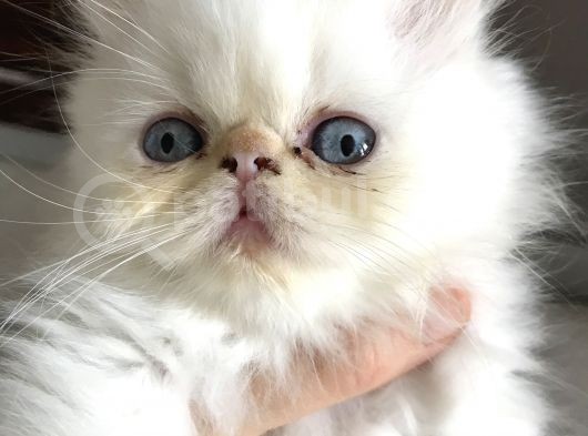 Exoticshorthair Bayaz Mavi Gozlu görsel