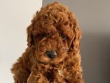 Ev Ortamında Doğup Büyüyen Toypoodle Bebekler