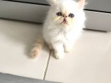 Exoticshorthair Bayaz Mavi Gozlu